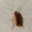 A German cockroach on a pale concrete surface